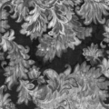 Tapeta Tecnografica Bohemian Royalty kolekcja Tessuti wariant 4 Black