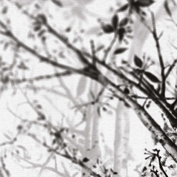 Tapeta-Skinwall-IN-THE-SHADOWS-55-z-kolekcji-Peeking-Nature-1 Tapeta Skinwall IN THE SHADOWS 55 z kolekcji Peeking Nature motywy: liście, rośliny, kolory: biały, brązowy - wariant 1