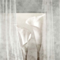 Tapeta Skinwall LIGHT DRAPERY 122 z kolekcji Natural Beauty motywy: kwiaty, rośliny, liście, kolory: szary, beżowy, brązowy - wariant 1