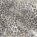 Tapeta Skinwall SAVANNAH GHEPARD 743 z kolekcji New Designs 2021 Suite Collection motywy: zwierzęta, kolory: beżowy, brązowy - wariant 1